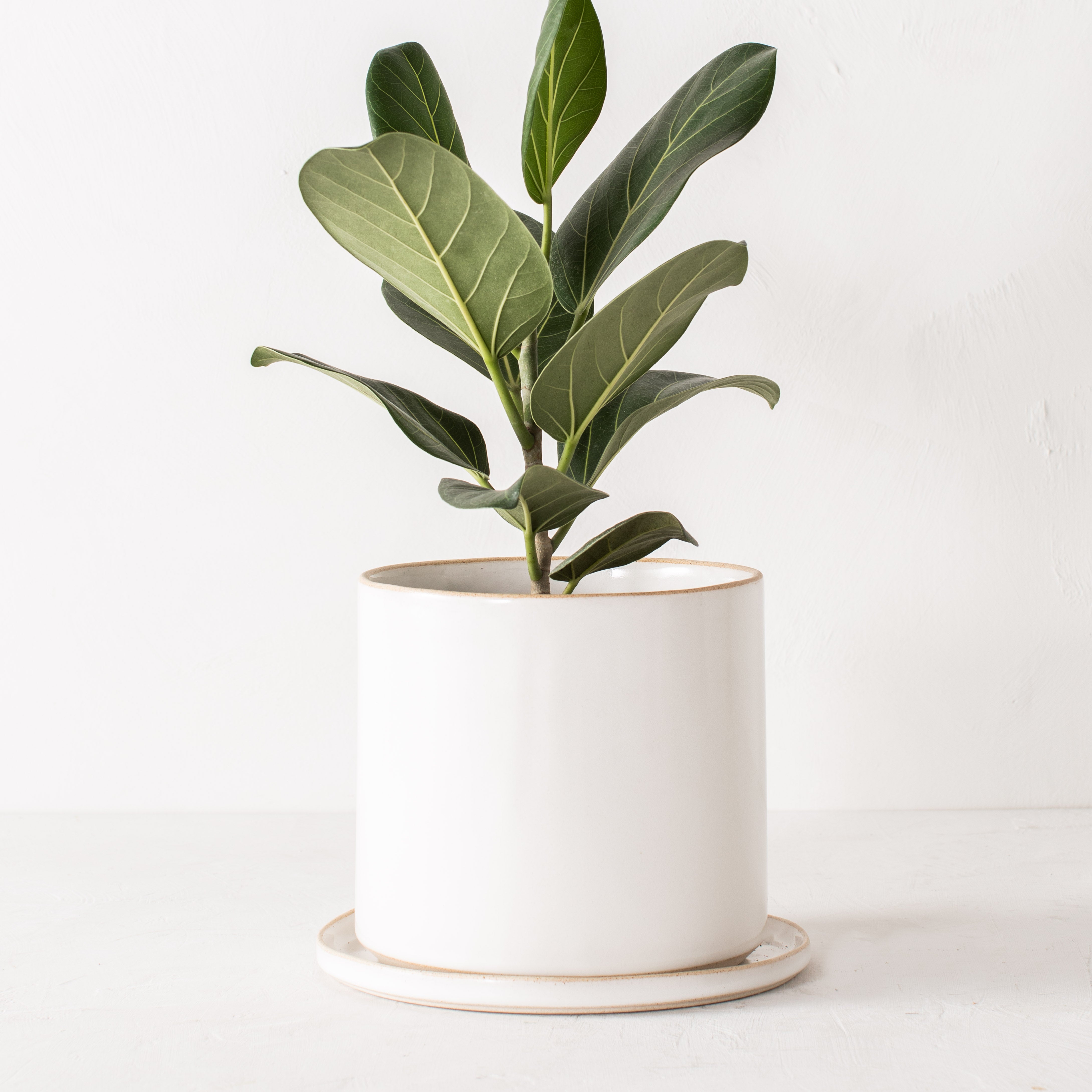 8 inch white ceramic planter with a bottom drainage dish. Staged on a white plaster textured tabletop against a plaster textured white wall. Audrey Ficus plant inside. Designed and sold by Convivial Production, Kansas City Ceramics.