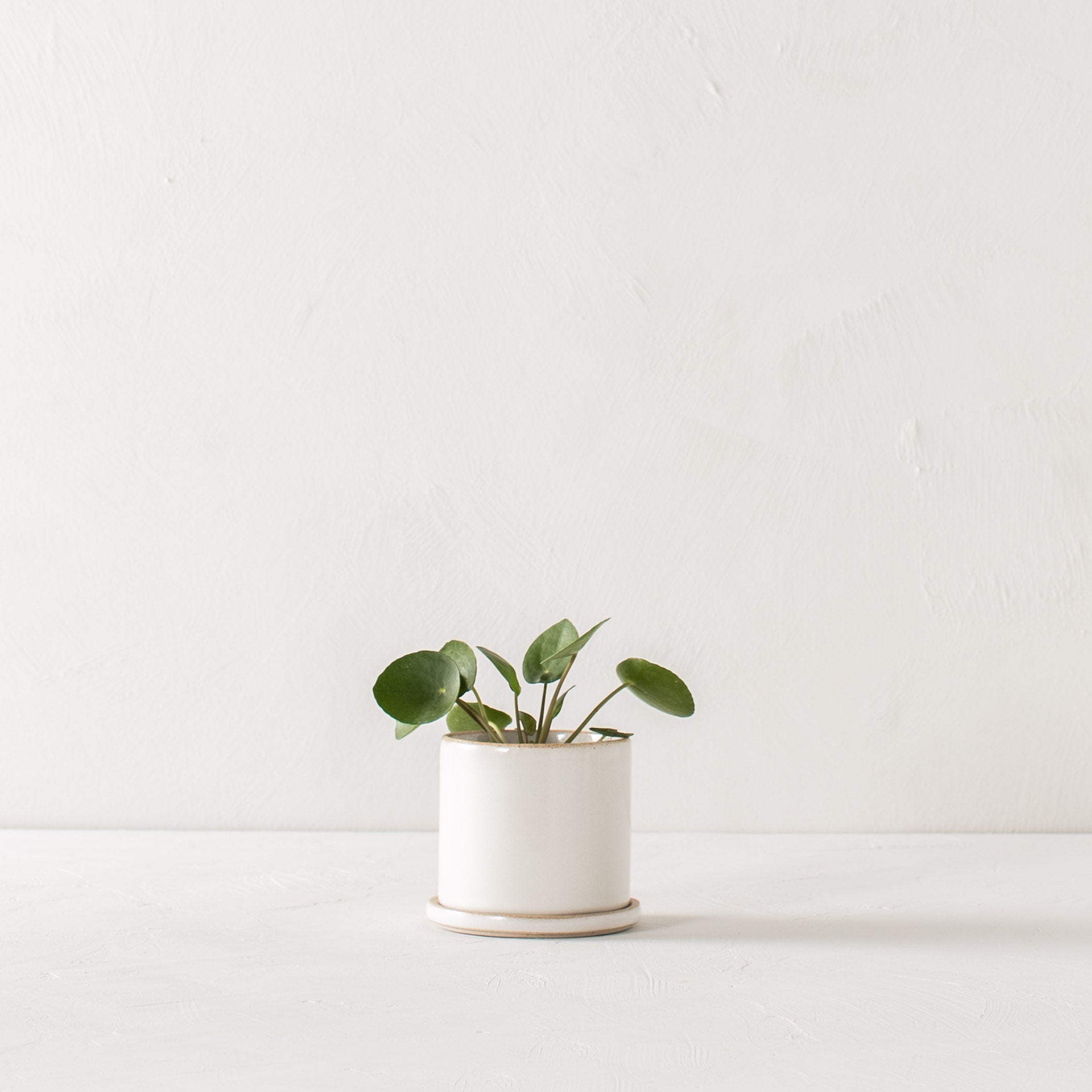 Minimal white 4 inch ceramic planter with bottom drainage dish. Planter houses plant in the center of image on white textured tabletop and white textured backdrop. Handmade ceramic planter, designed and sold by Convivial Production, Kansas City ceramics.