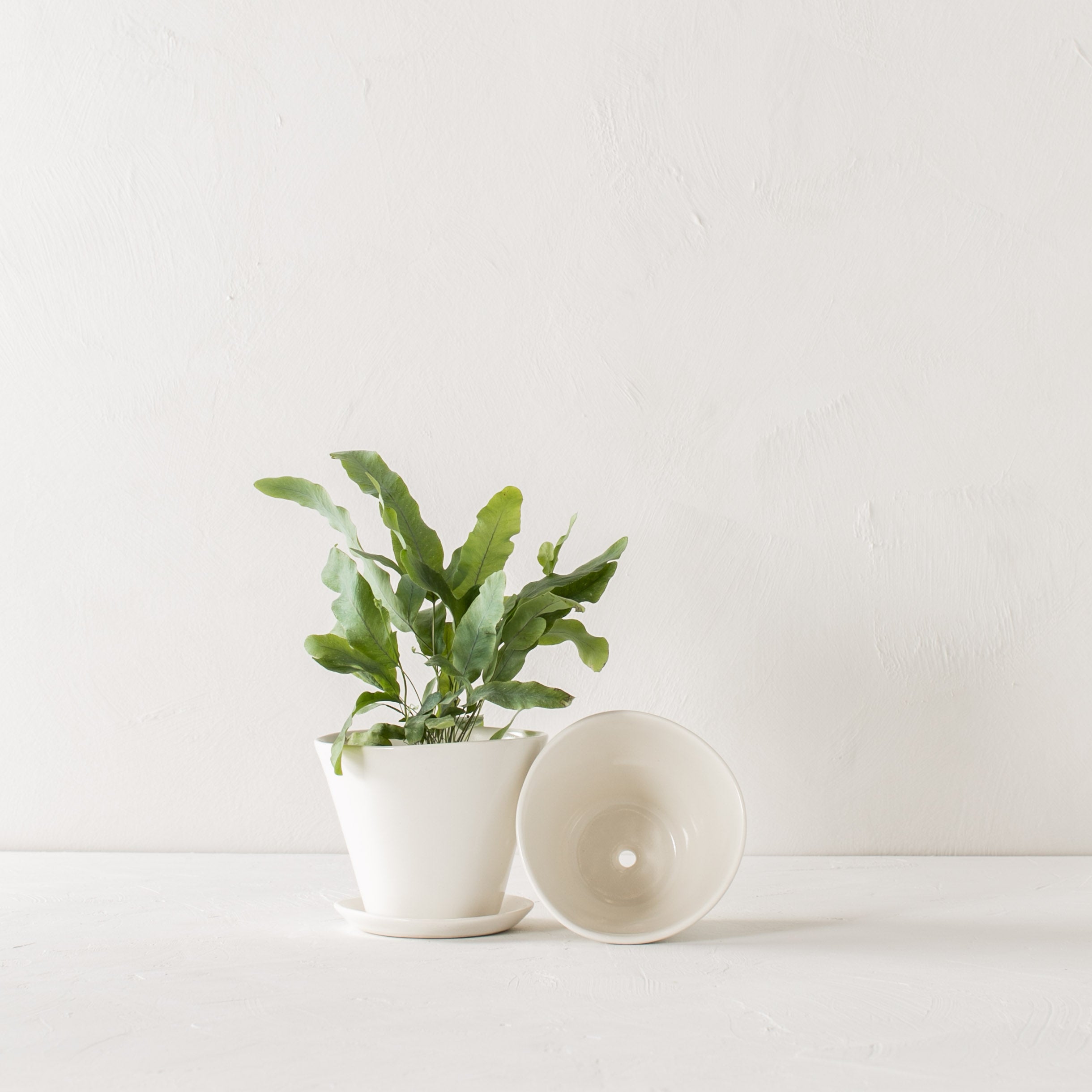 Two minimal white 4 inch tapered planters. One upright with a plant inside as well as a bottom drainage dish. The second laying on its side showing off the bottom drainage hole. Designed and sold by Convivial Production, Kansas City Ceramics.