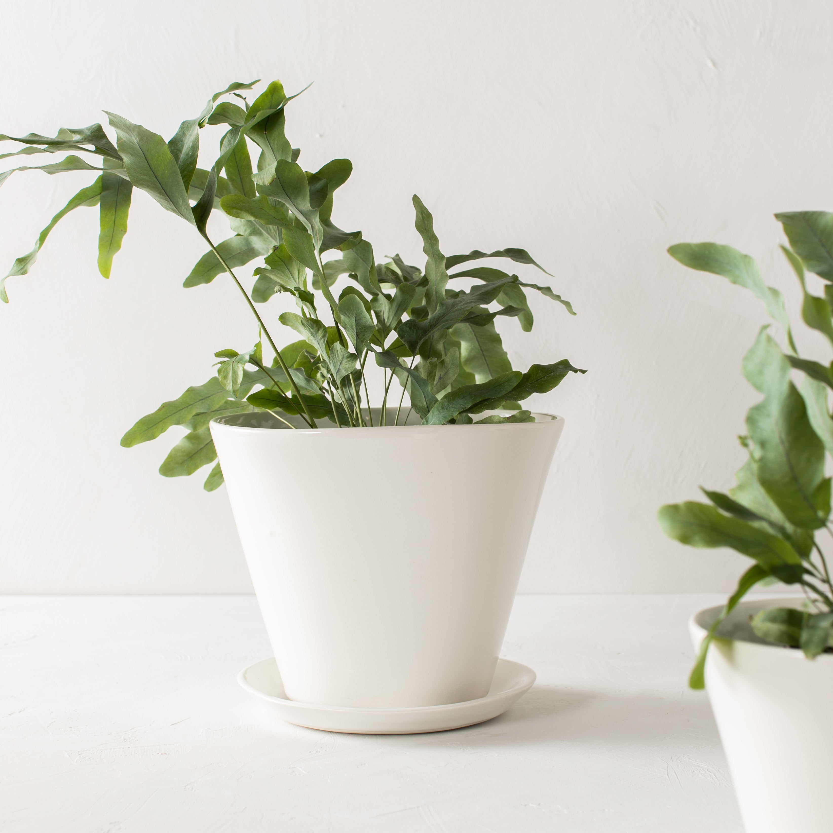 Minimal white 7 inch tapered planter with plant inside, as well as a bottom drainage dish. Designed and sold by Convivial Production, Kansas City Ceramics.