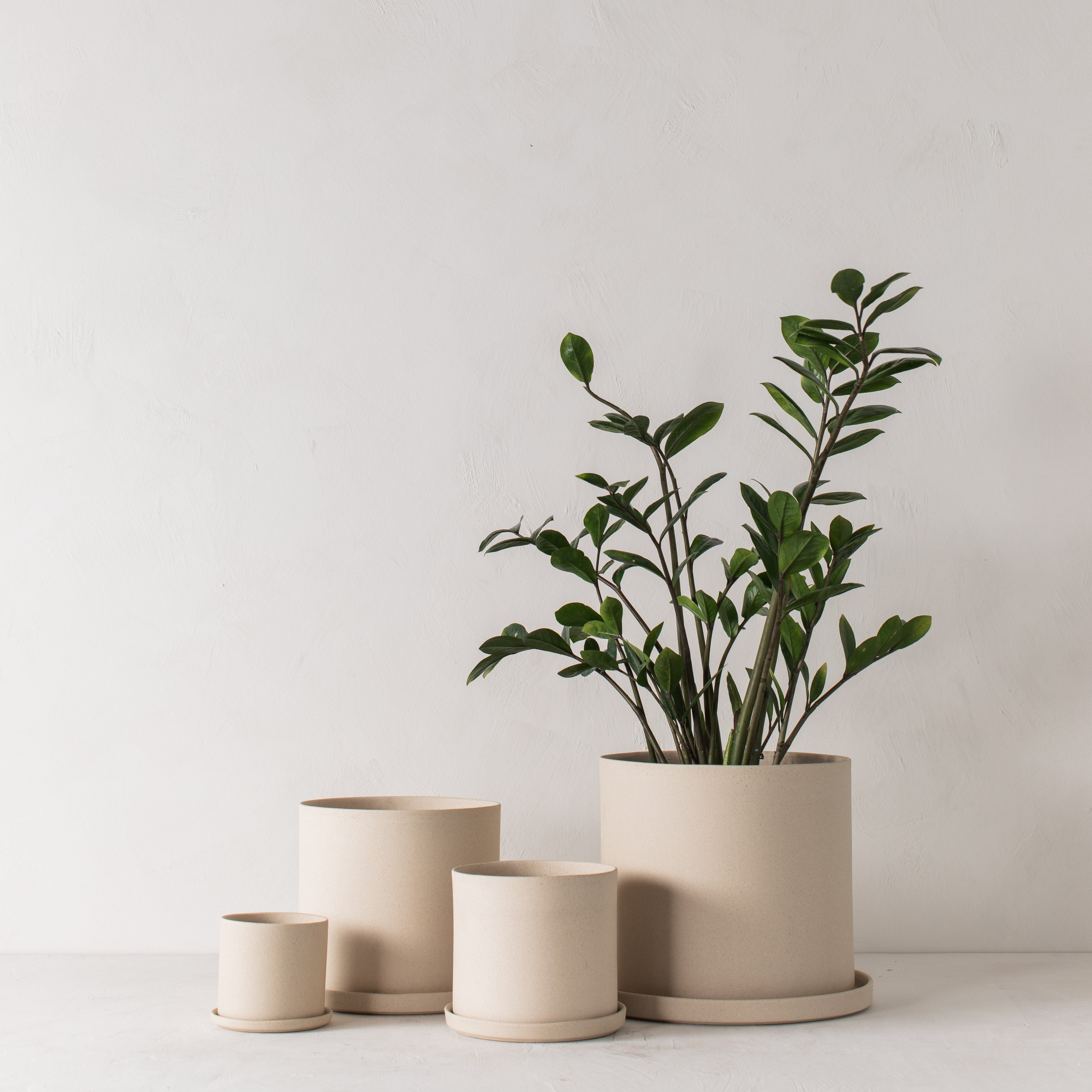 Four stoneware ceramic planters with bottom drainage dishes,4, 6, 8, and 10 inches. Staged on a white plaster textured tabletop against a plaster textured white wall. Large tall zz plant inside the 10 inch. Designed and sold by Convivial Production, Kansas City Ceramics.