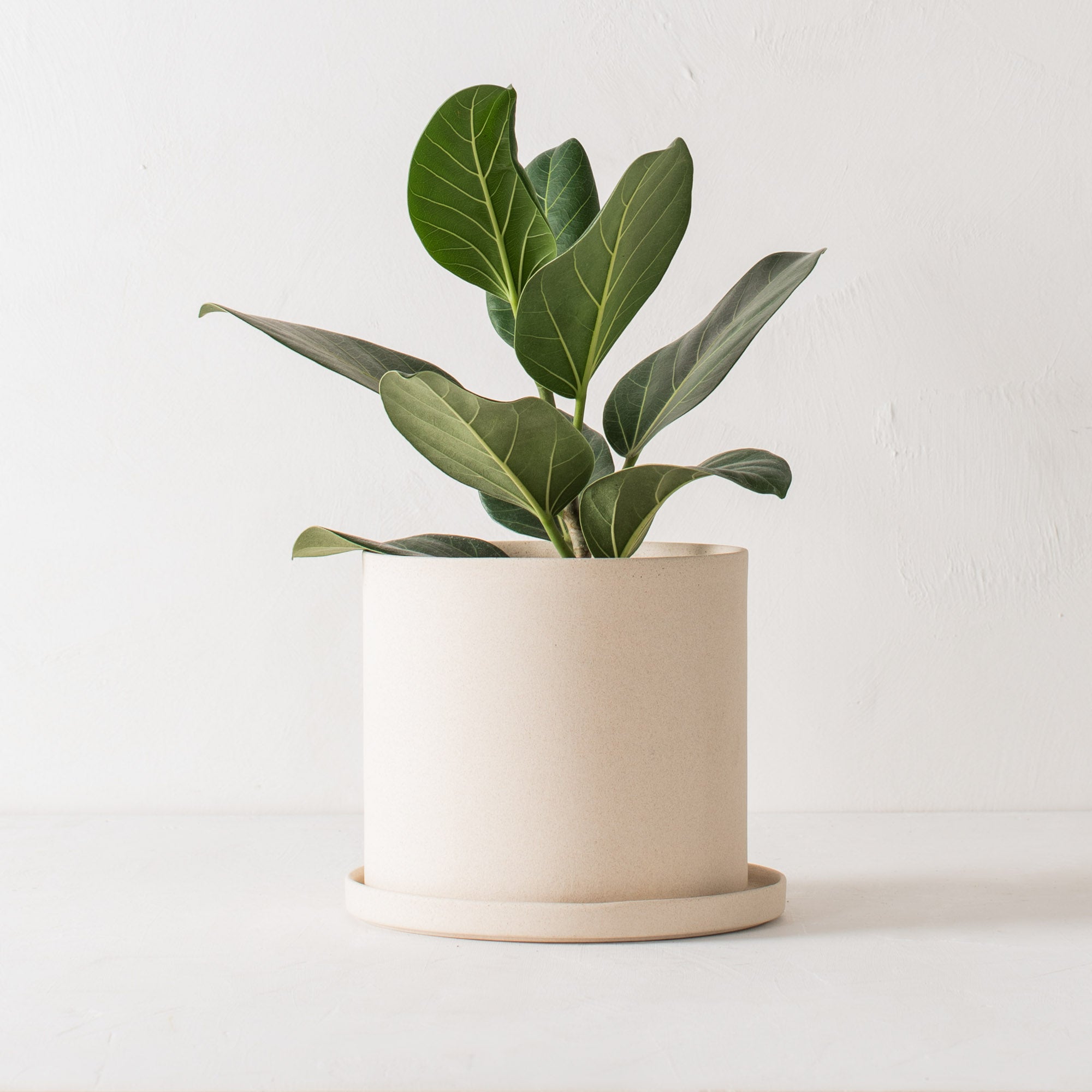 Stoneware 8 inch ceramic planter with bottom drainage dish. Staged on a white plaster textured tabletop against a plaster textured white wall. Audrey Ficus plant inside. Designed and sold by Convivial Production, Kansas City Ceramics.