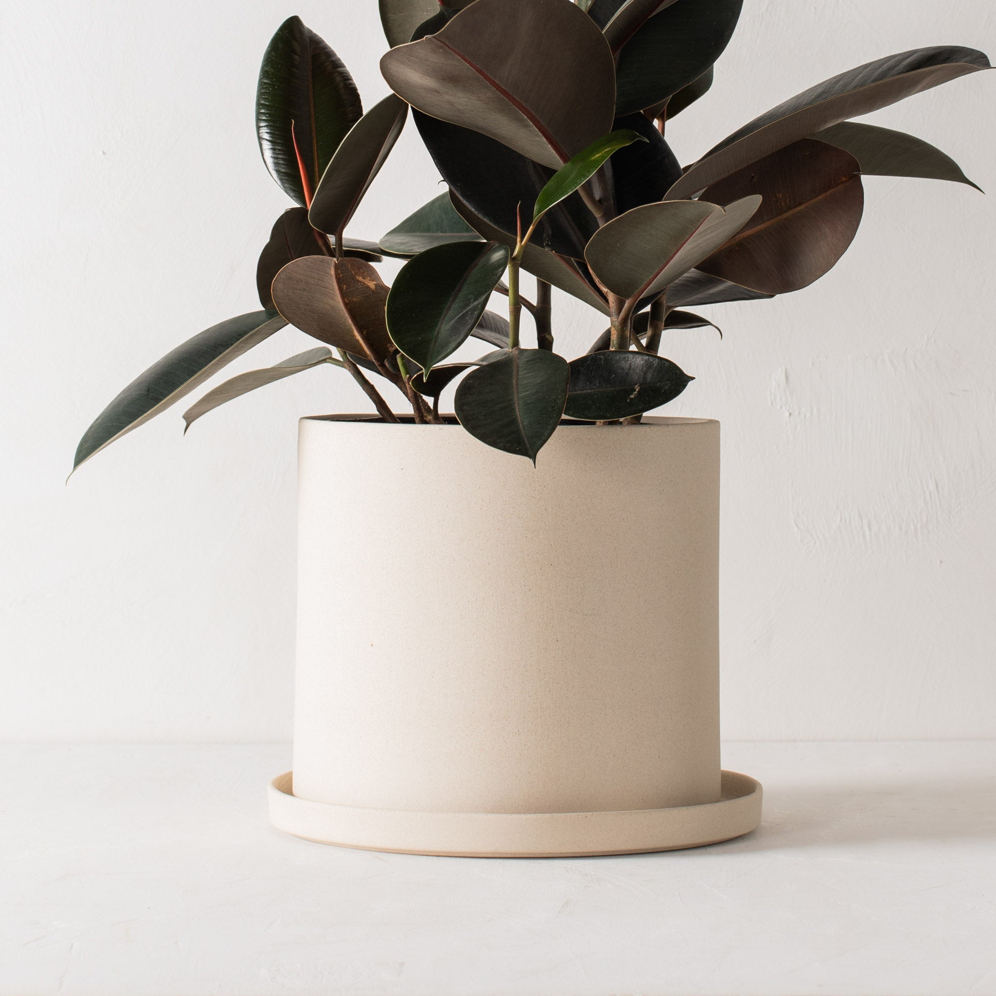 Stoneware 10 inch ceramic planter with bottom drainage dish. Staged on a white plaster textured tabletop against a plaster textured white wall. Large tall burgundy rubber tree plant inside. Designed and sold by Convivial Production, Kansas City Ceramics.