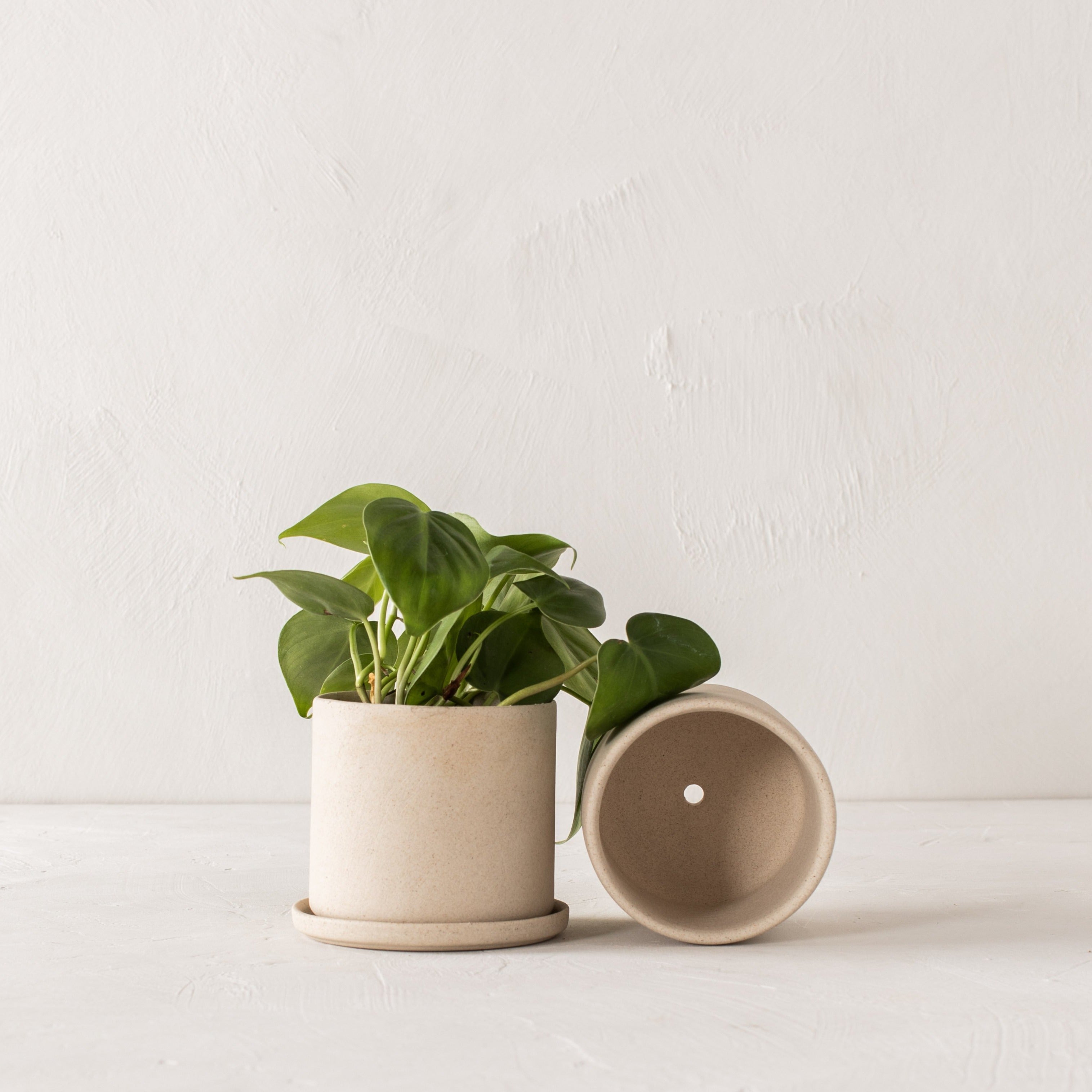Two stoneware minimal ceramic planters with bottom drainage dish. Second planter lays on its side to show its drainage hole. Pothos plant inside. Handmade stoneware ceramic planter, designed and sold by Convivial Production, Kansas City ceramics. 