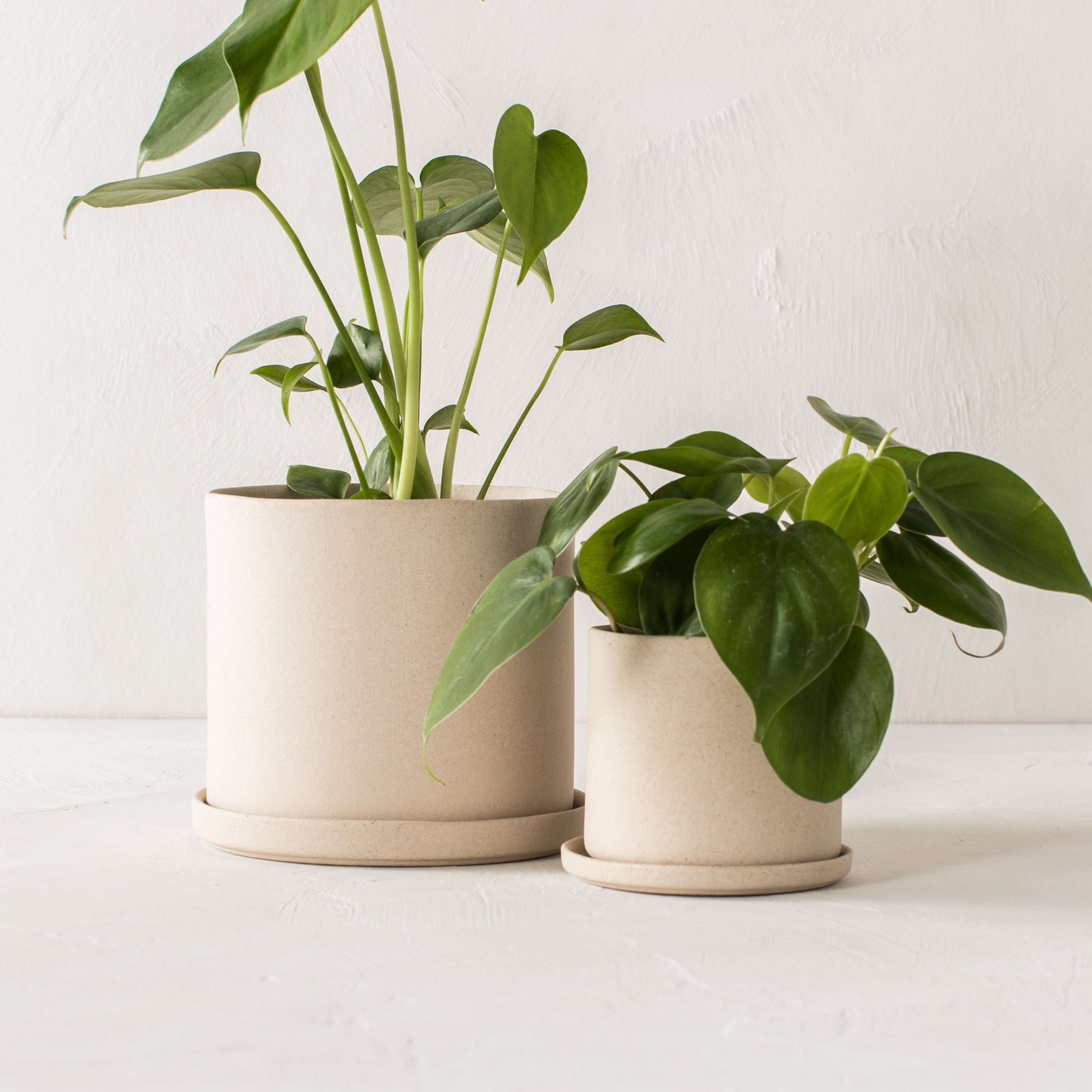 Four inch and 6 inch stoneware ceramic planter side by side. Both have drainage dishes. Six inch has a monstera plant, and the four inch has a pathos inside. Both on a plaster textured back drop and tabletop. Handmade ceramic planters designed and sold by Convivial Production. Kansas City Ceramics.