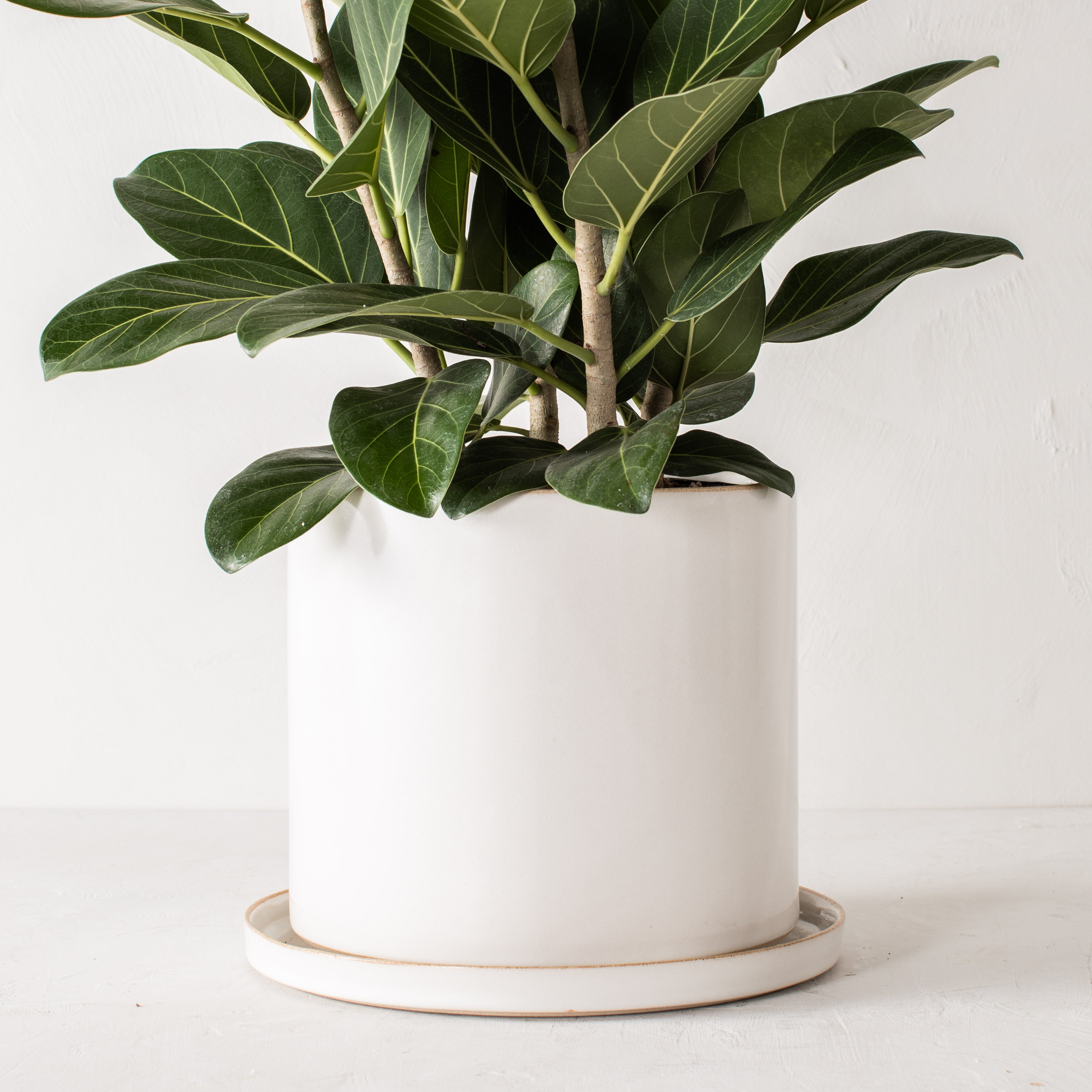 10 inch white ceramic planter with a bottom drainage dish. Staged on a white plaster textured tabletop against a plaster textured white wall. Large tall fiddle leaf plant inside. Designed and sold by Convivial Production, Kansas City Ceramics.