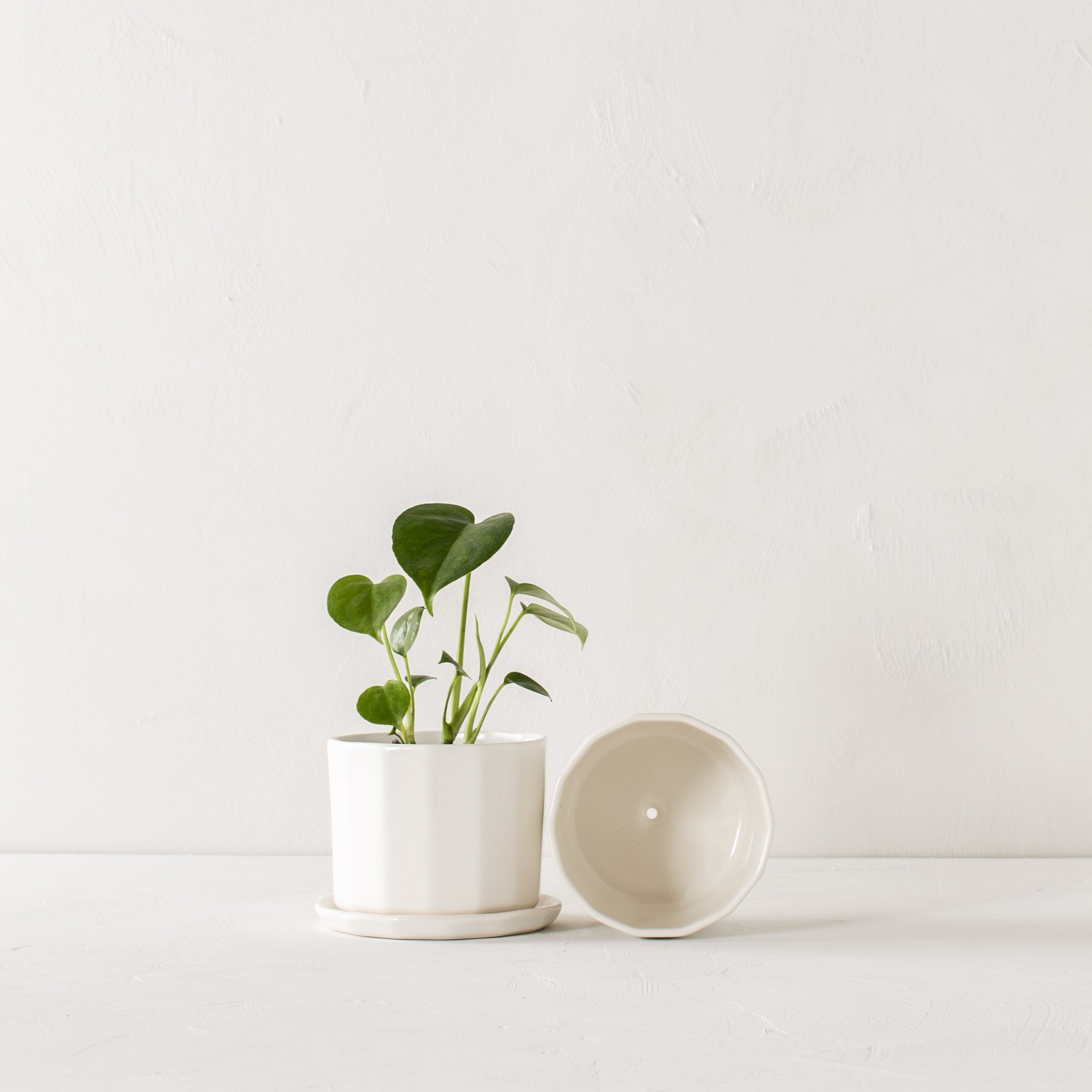 Two white geometric shaped 5 inch ceramic planter, one sitting upright with a monstera inside with a geometric shaped bottom drainage dish. The other laying on its side to display the drainage hole on the bottom. Staged on a white plaster textured tabletop against a plaster textured white wall. Designed and sold by Convivial Production, Kansas City Ceramics.