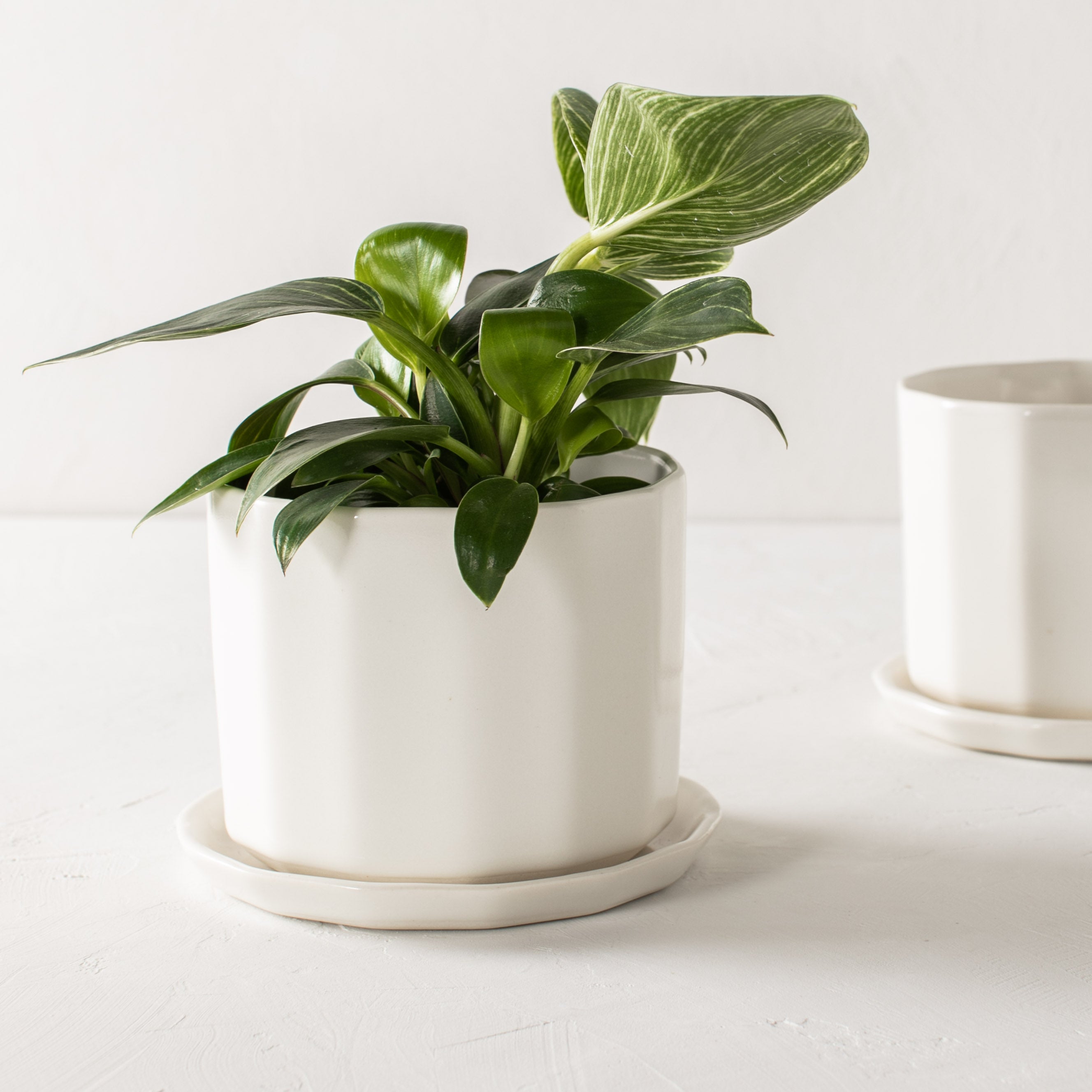 Two white geometric shaped ceramic planter with geometric shaped bottom drainage dish. One has a plant inside and the other is empty. Staggered and staged on a white plaster textured tabletop against a plaster textured white wall. Designed and sold by Convivial Production, Kansas City Ceramics.