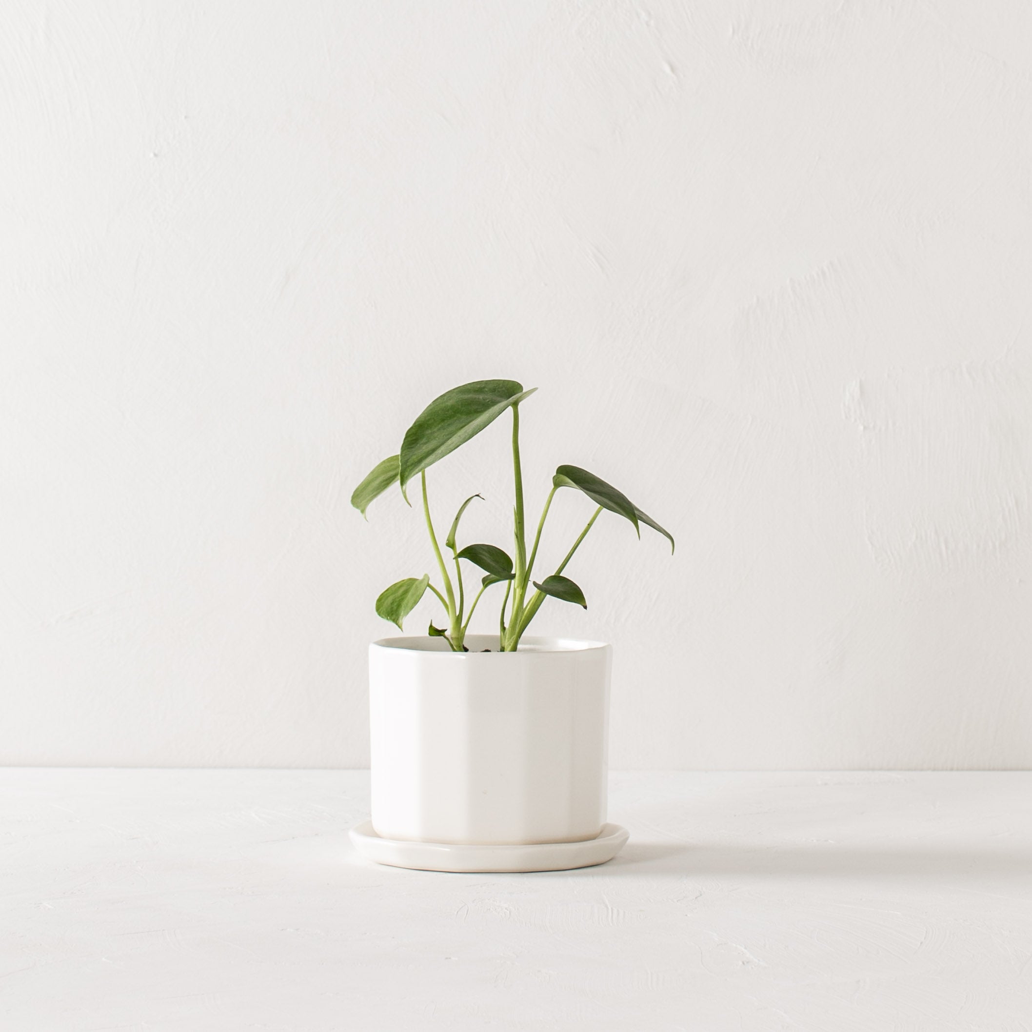 White geometric shaped 5 inch ceramic planter with geometric shaped bottom drainage dish. Planter housing medium sized monstera. Staged on a white plaster textured tabletop against a plaster textured white wall. Designed and sold by Convivial Production, Kansas City Ceramics.