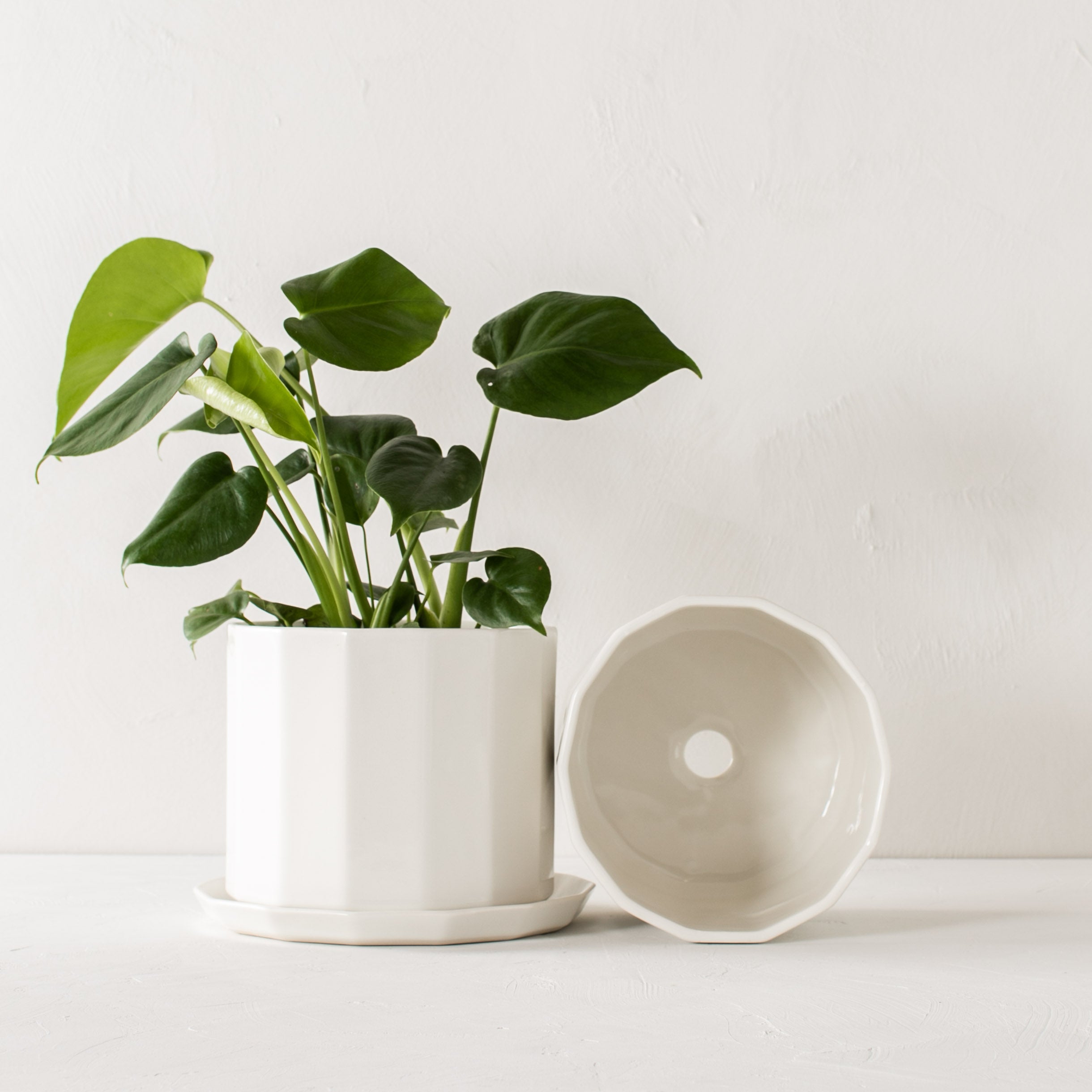 Two white geometric shaped 8 inch ceramic planter, one sitting upright with a fiddle leaf fig inside with a geometric shaped bottom drainage dish. The other laying on its side to display the drainage hole on the bottom. Staged on a white plaster textured tabletop against a plaster textured white wall. Designed and sold by Convivial Production, Kansas City Ceramics.