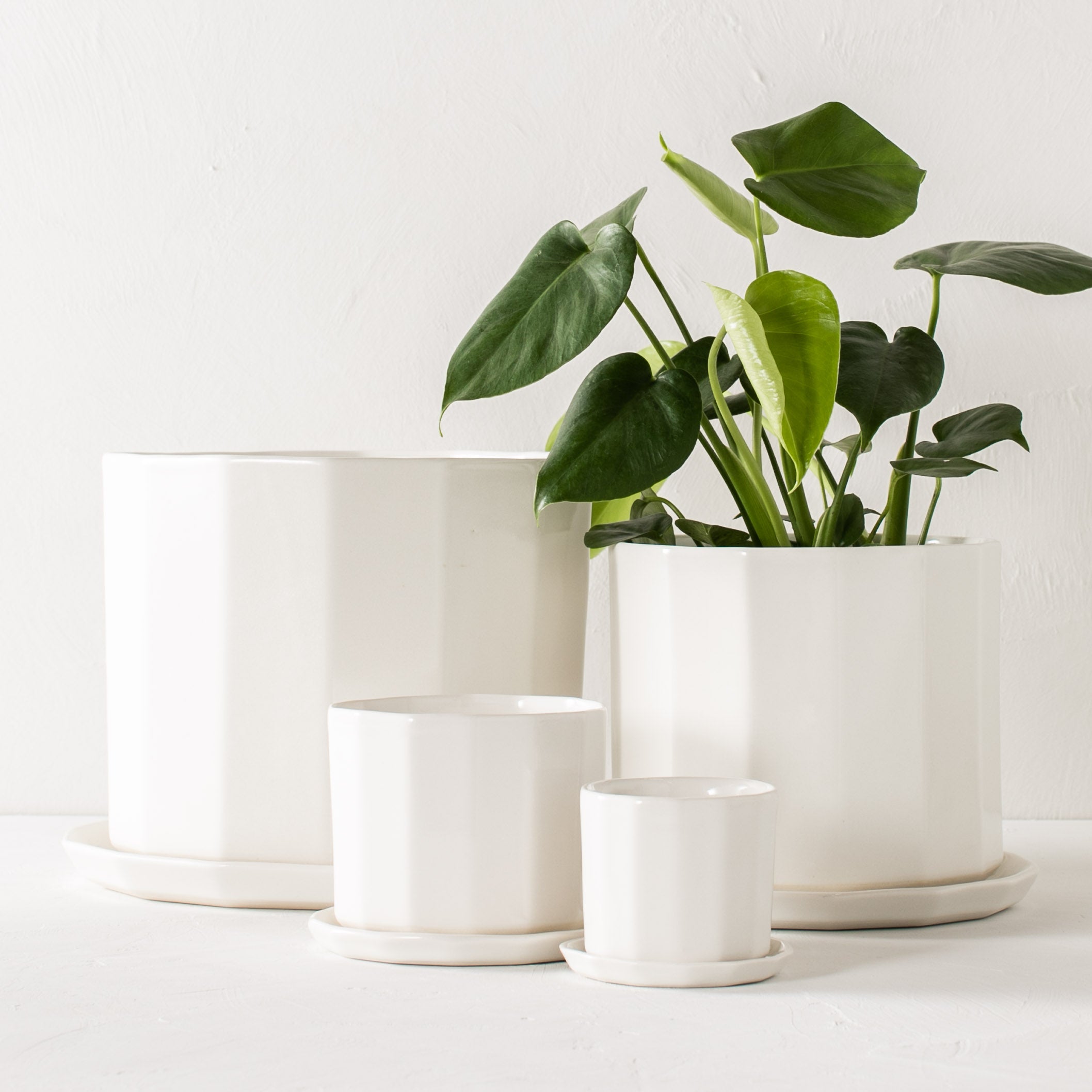 Four different sized white geometric shaped ceramic planters staged next to each other. 3 inch, 5 inch , 8 inch, and 10 inch ceramic planters. All paired with geometric shaped bottom drainage dishes. Staged on a white plaster textured tabletop against a plaster textured white wall. 8 inch planter houses a monstera plant. Designed and sold by Convivial Production, Kansas City Ceramics.