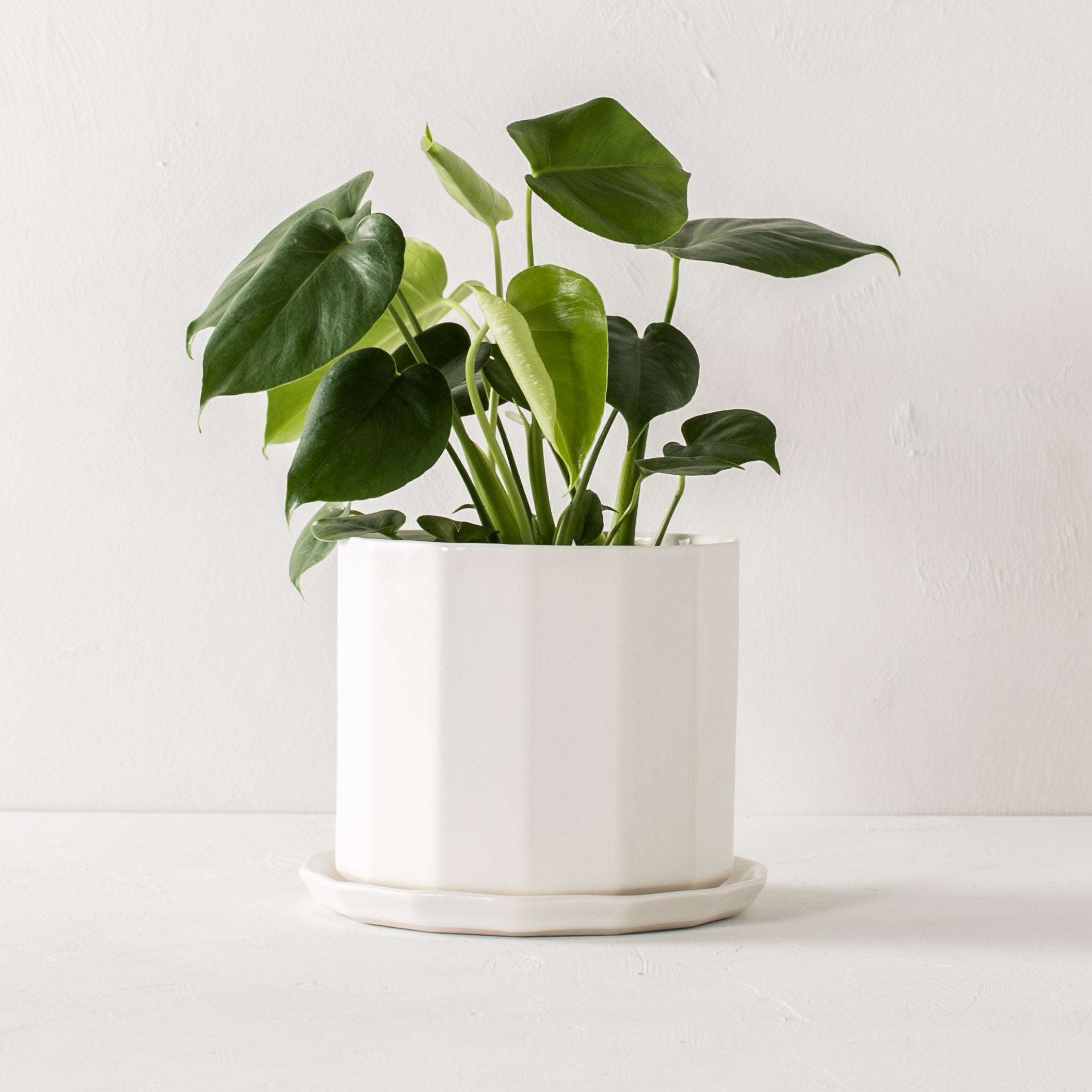 White geometric shaped 8 inch ceramic planter with geometric shaped bottom drainage dish. Staged on a white plaster textured tabletop against a plaster textured white wall. Designed and sold by Convivial Production, Kansas City Ceramics.