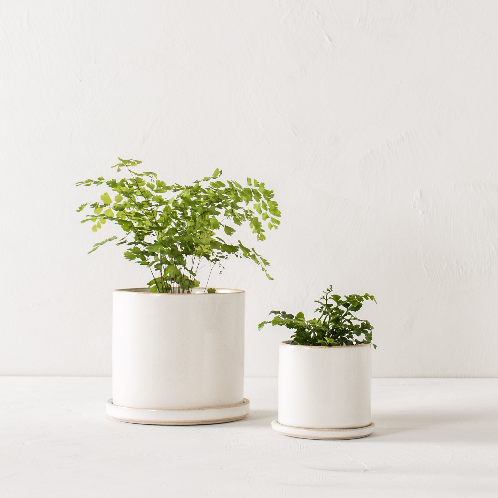 Two minimal white ceramic planters, they have exposed stoneware rims and bases. Both planters have plants inside as well as bottom drainage dishes. Handmade ceramic planters designed and sold by Convivial Production, Kansas City ceramics. 