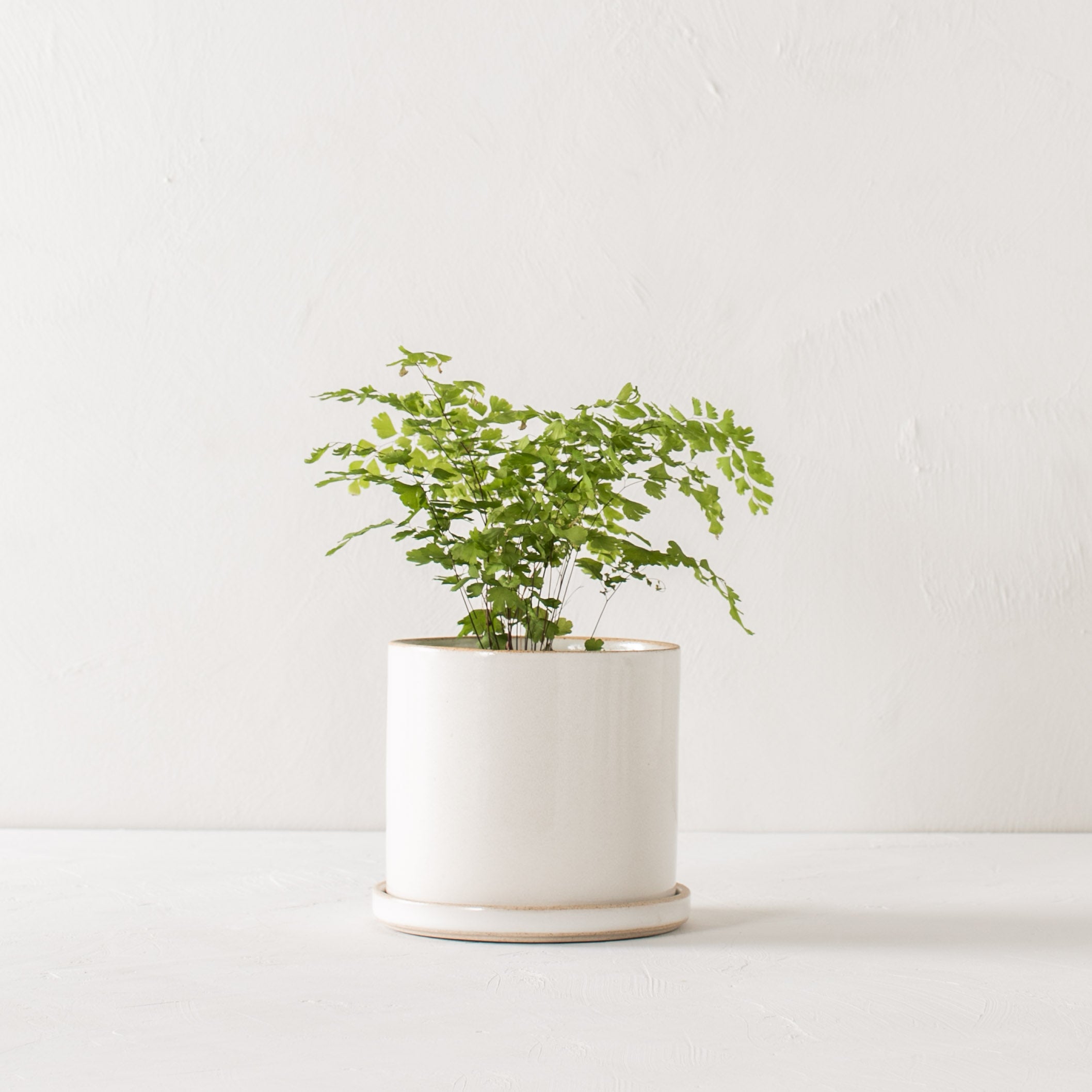 Minimal white 6 inch ceramic planter with bottom drainage dish. Planter houses plant in the center of image on white textured tabletop and white textured backdrop. Handmade ceramic planter, designed and sold by Convivial Production, Kansas City ceramics.