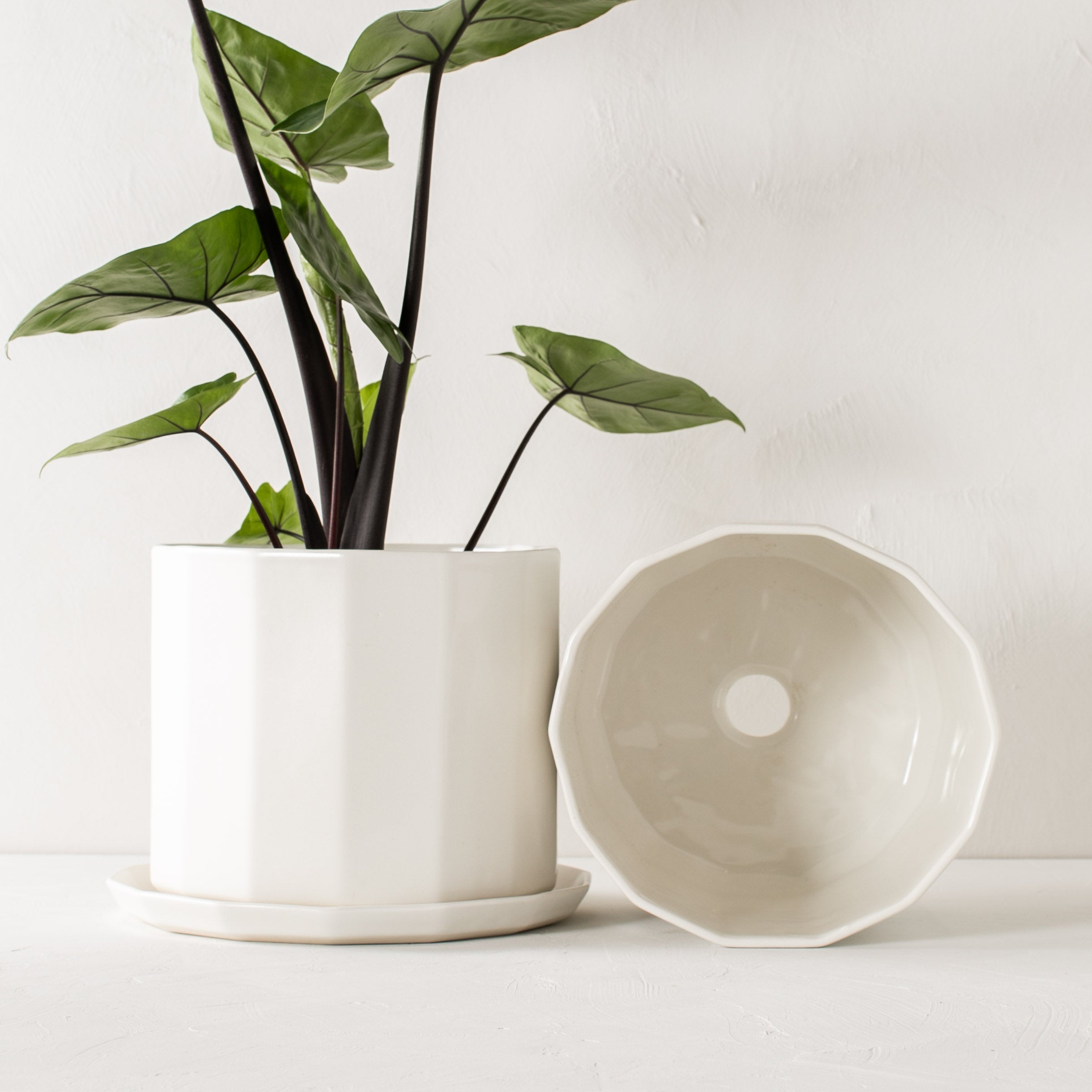 Two white geometric shaped ceramic planter with geometric shaped bottom drainage dish. Staged on a white plaster textured tabletop against a plaster textured white wall. Large tall alocasia plant inside one planter while the other is empty and turned over to show drainage hole. Designed and sold by Convivial Production, Kansas City Ceramics.