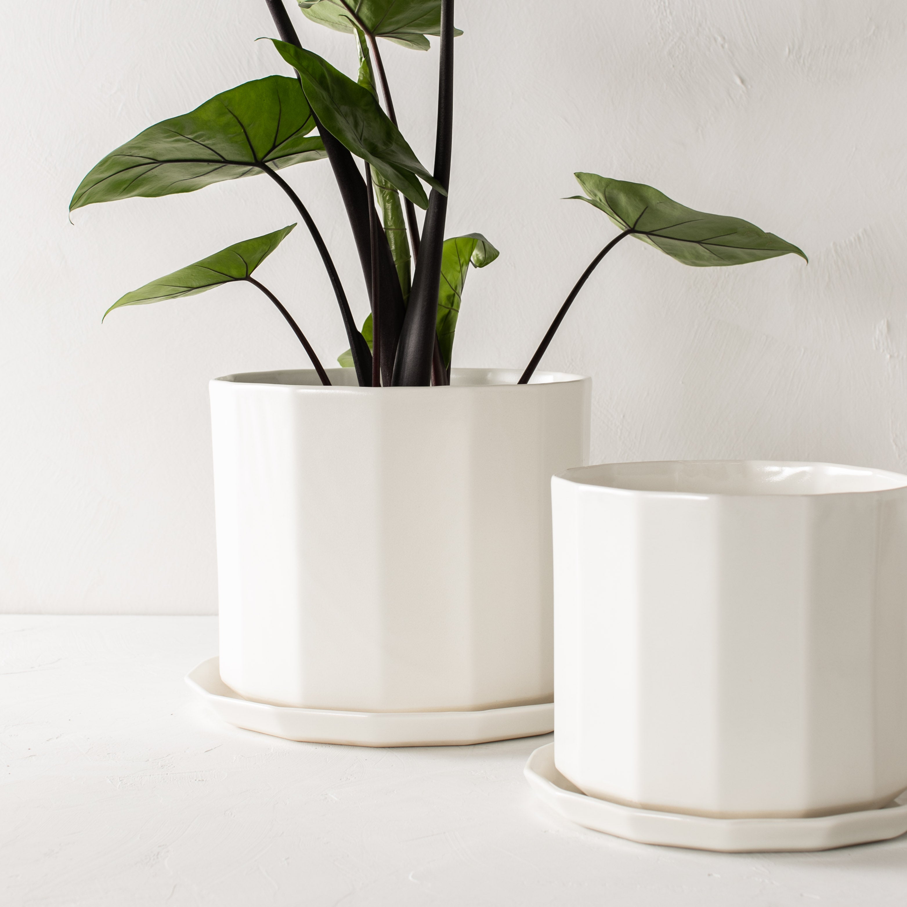 Two white geometric shaped ceramic planter with geometric shaped bottom drainage dish. Staged on a white plaster textured tabletop against a plaster textured white wall. Large tall alocasia plant inside one planter while the other is empty. Designed and sold by Convivial Production, Kansas City Ceramics.