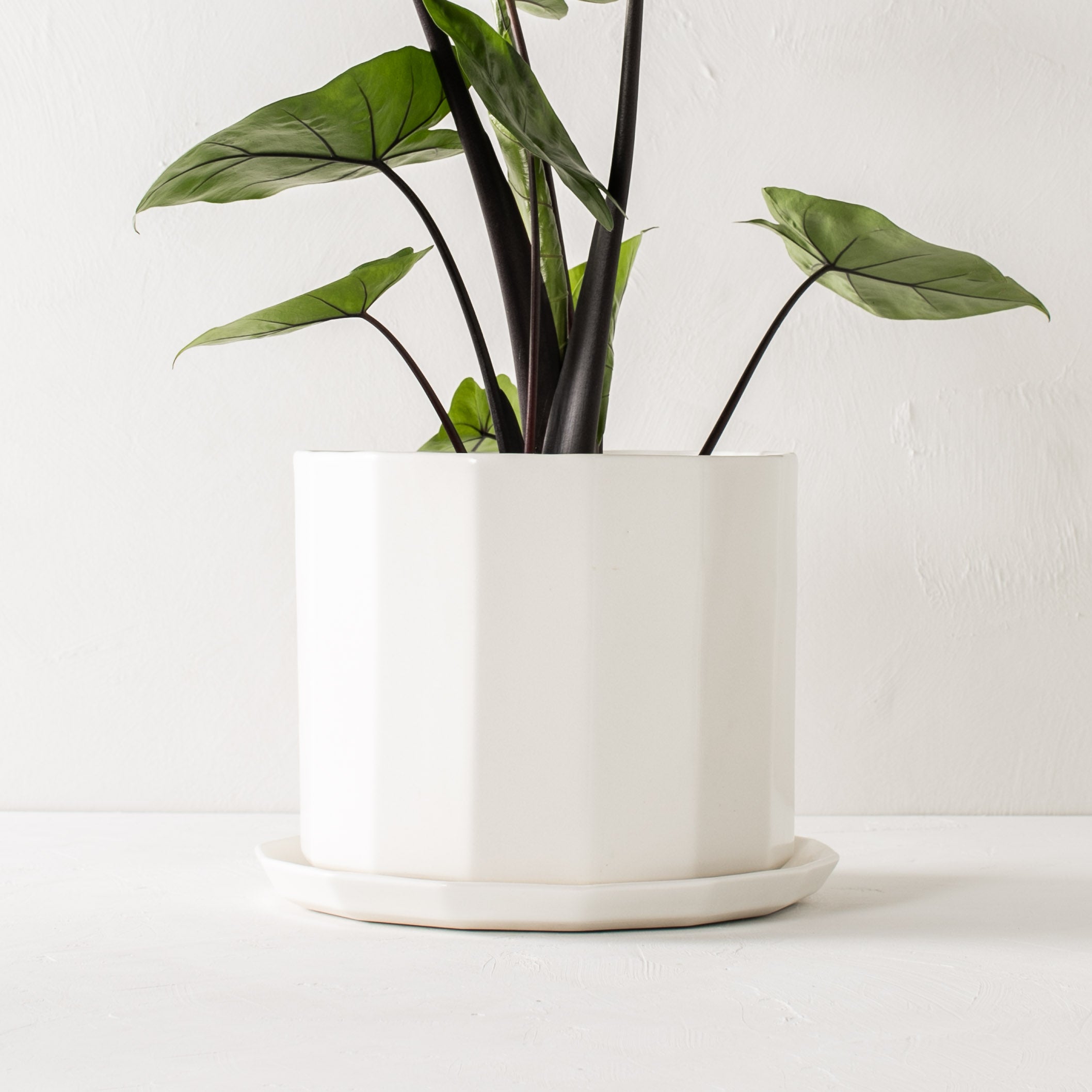 White geometric shaped 10 inch ceramic planter with geometric shaped bottom drainage dish. Staged on a white plaster textured tabletop against a plaster textured white wall. Large tall alocasia plant inside. Designed and sold by Convivial Production, Kansas City Ceramics.