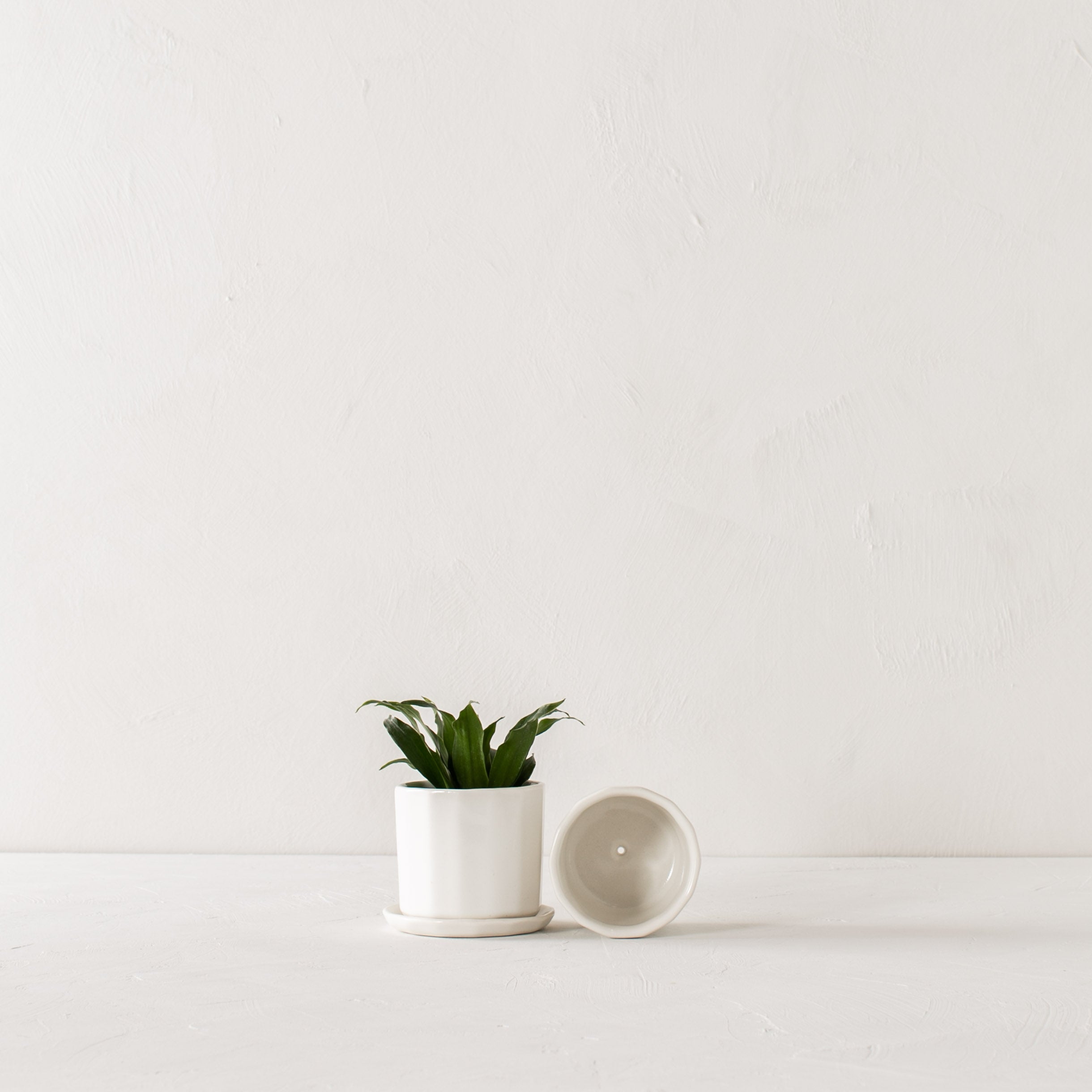 Two white geometric shaped 3 inch ceramic planter, one sitting upright with a plant inside with a geometric shaped bottom drainage dish. The other laying on its side to display the drainage hole on the bottom. Staged on a white plaster textured tabletop against a plaster textured white wall. Designed and sold by Convivial Production, Kansas City Ceramics.