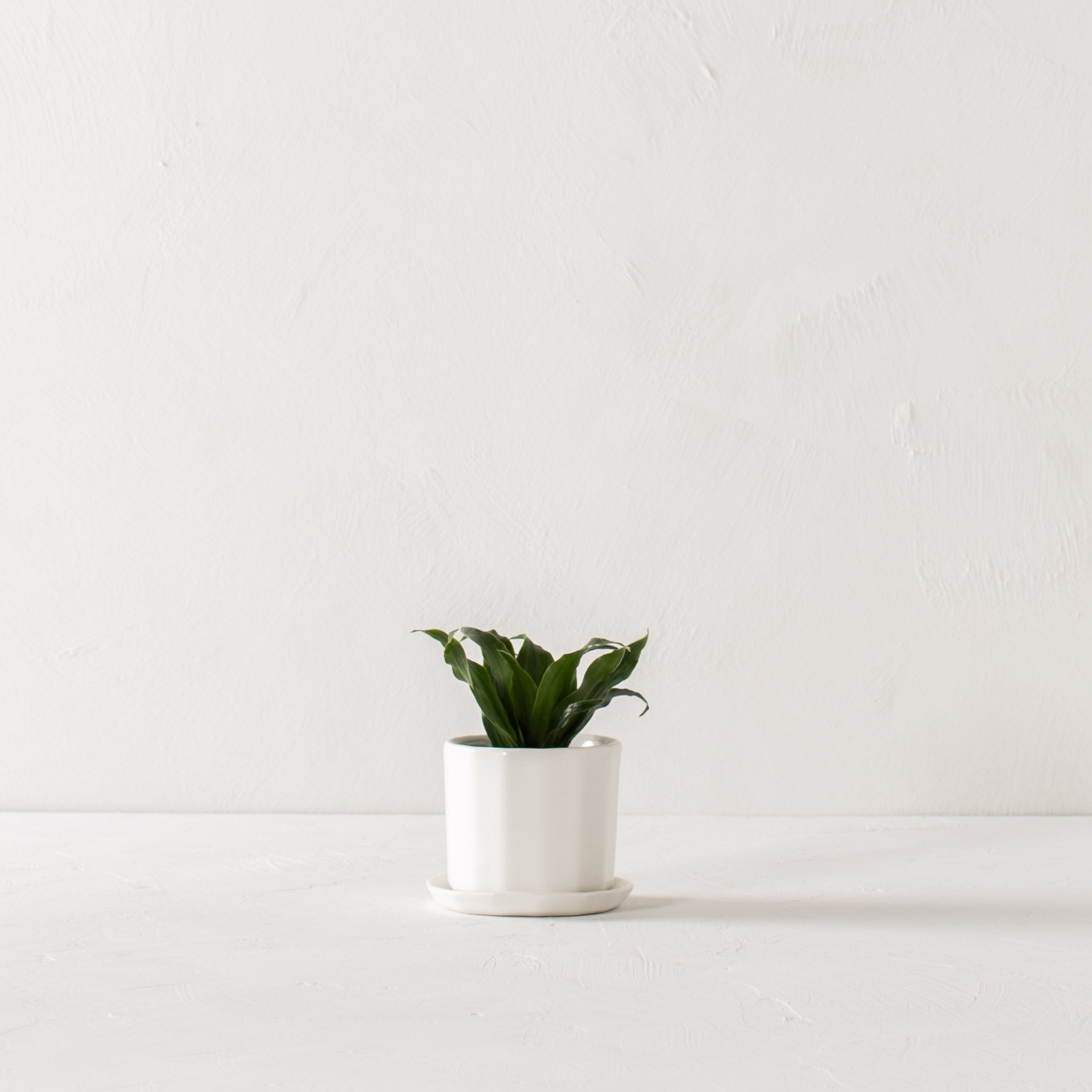 White geometric shaped 3 inch ceramic planter with a geometric shaped bottom drainage dish housing a small plant. Staged on a white plaster textured tabletop against a plaster textured white wall. Designed and sold by Convivial Production, Kansas City Ceramics.