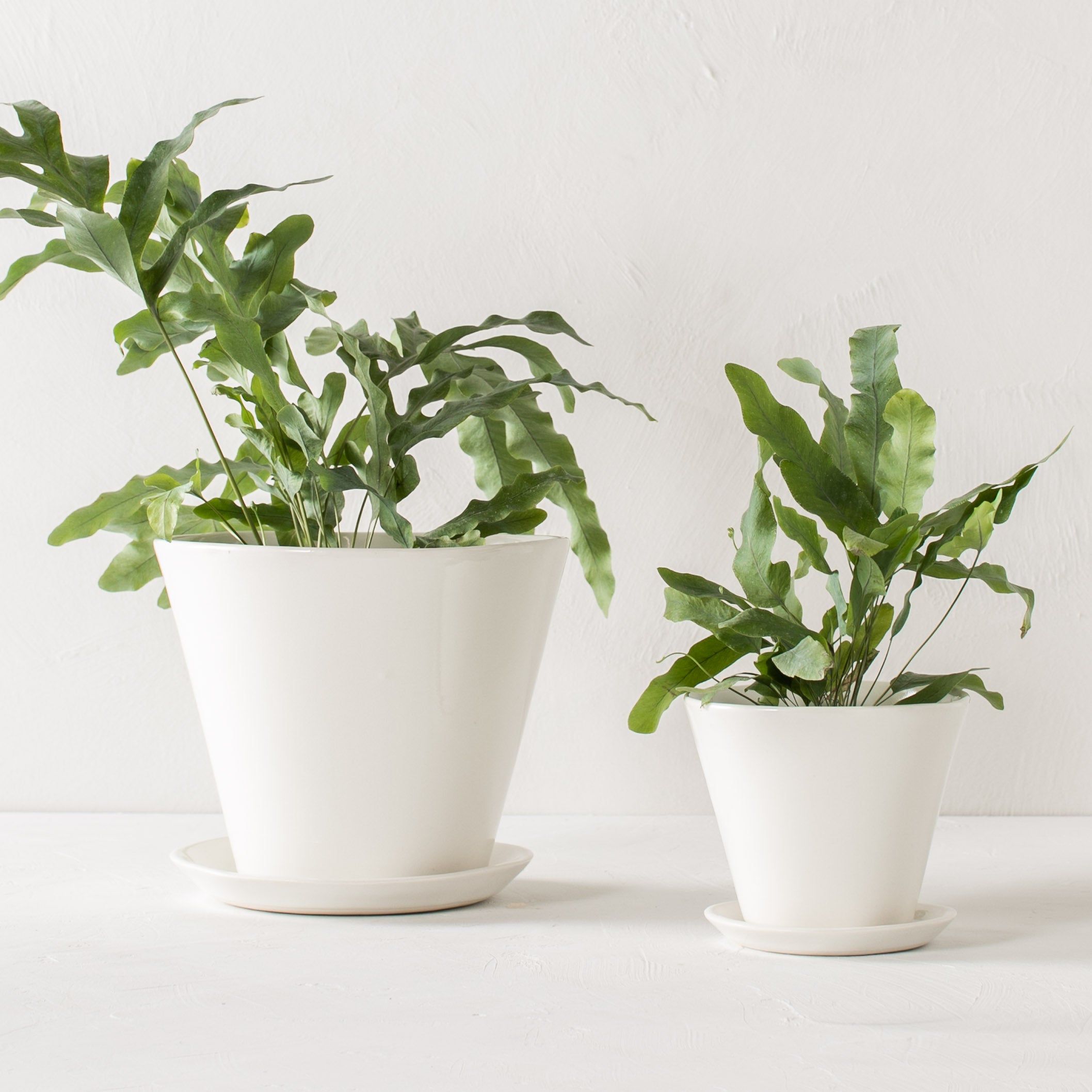 Two white tapered ceramic planter side by side. One larger (7 inches) the other smaller (4 inches ). Both have bottom drainage dishes. Background is a textured white and the table top mimics the wall design. Designed and sold by Convivial Production, Kansas City Ceramics.
