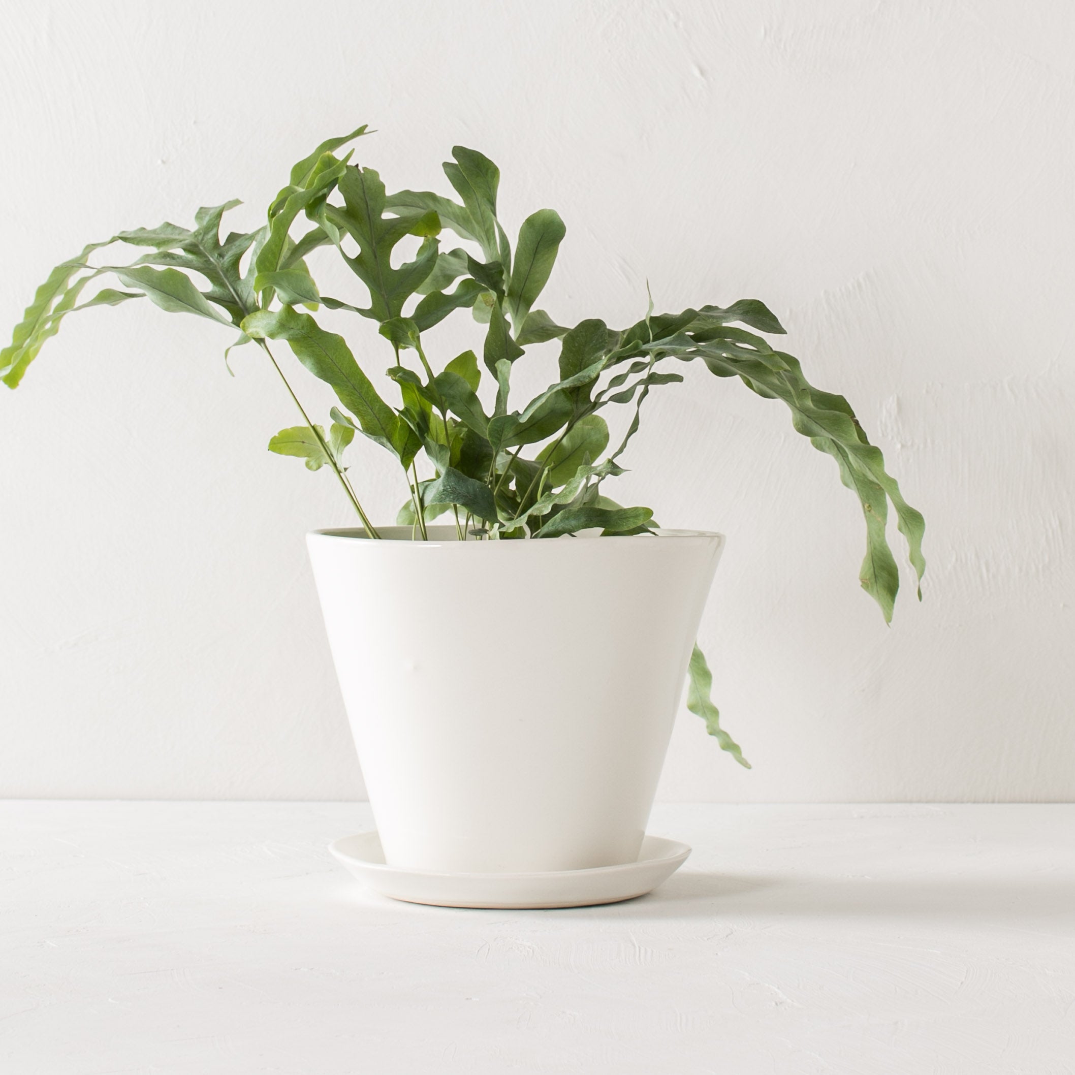 White glazed minimal tapered ceramic planter. Planter includes drainage hole and bottom drainage dish. Planter has a plant inside, background and table top are both white plaster textured. Designed and sold by Convivial Production, Kansas City Ceramics.