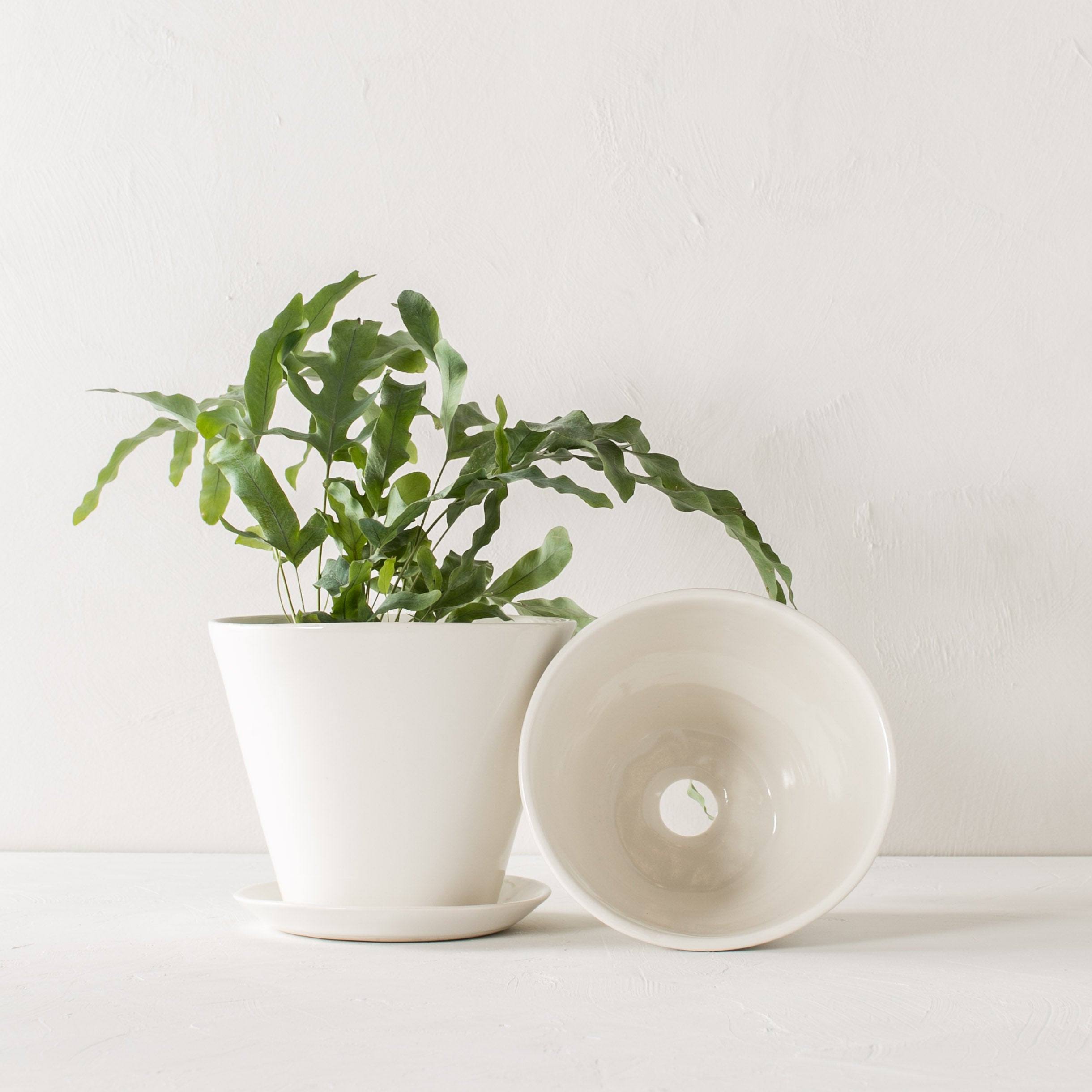 Two minimal white 7 inch tapered planters. One upright with a plant inside as well as a bottom drainage dish. The second laying on its side showing off the bottom drainage hole. Designed and sold by Convivial Production, Kansas City Ceramics.