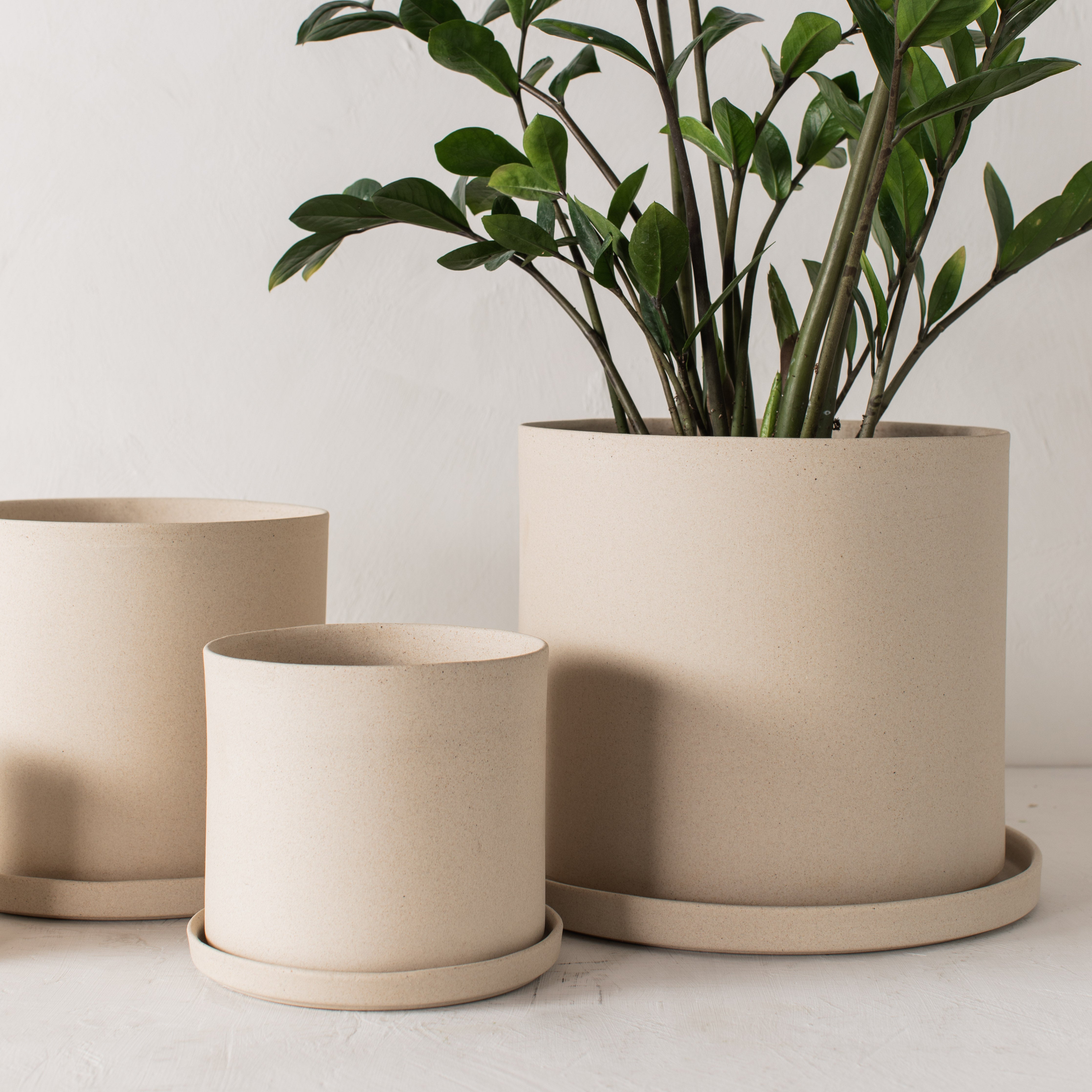 Three stoneware ceramic planters with bottom drainage dishes, 6, 8, and 10 inches. Staged on a white plaster textured tabletop against a plaster textured white wall. Large tall zz plant inside the 10 inch. Designed and sold by Convivial Production, Kansas City Ceramics.