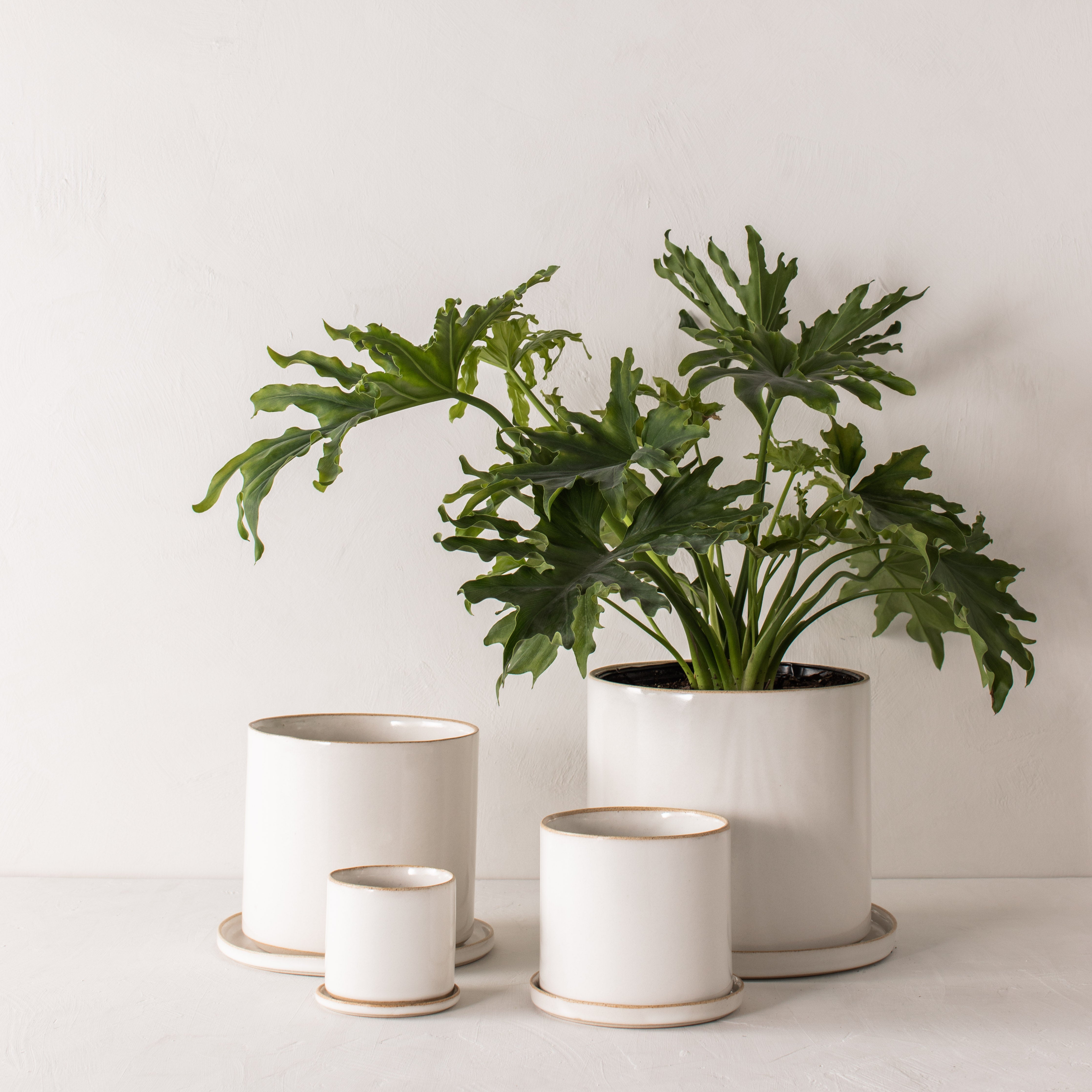 Four white ceramic planters with bottom drainage dishes, 4, 6, 8, and 10 inches. Staged on a white plaster textured tabletop against a plaster textured white wall. Large tall solum plant inside the 10 inch. Designed and sold by Convivial Production, Kansas City Ceramics.