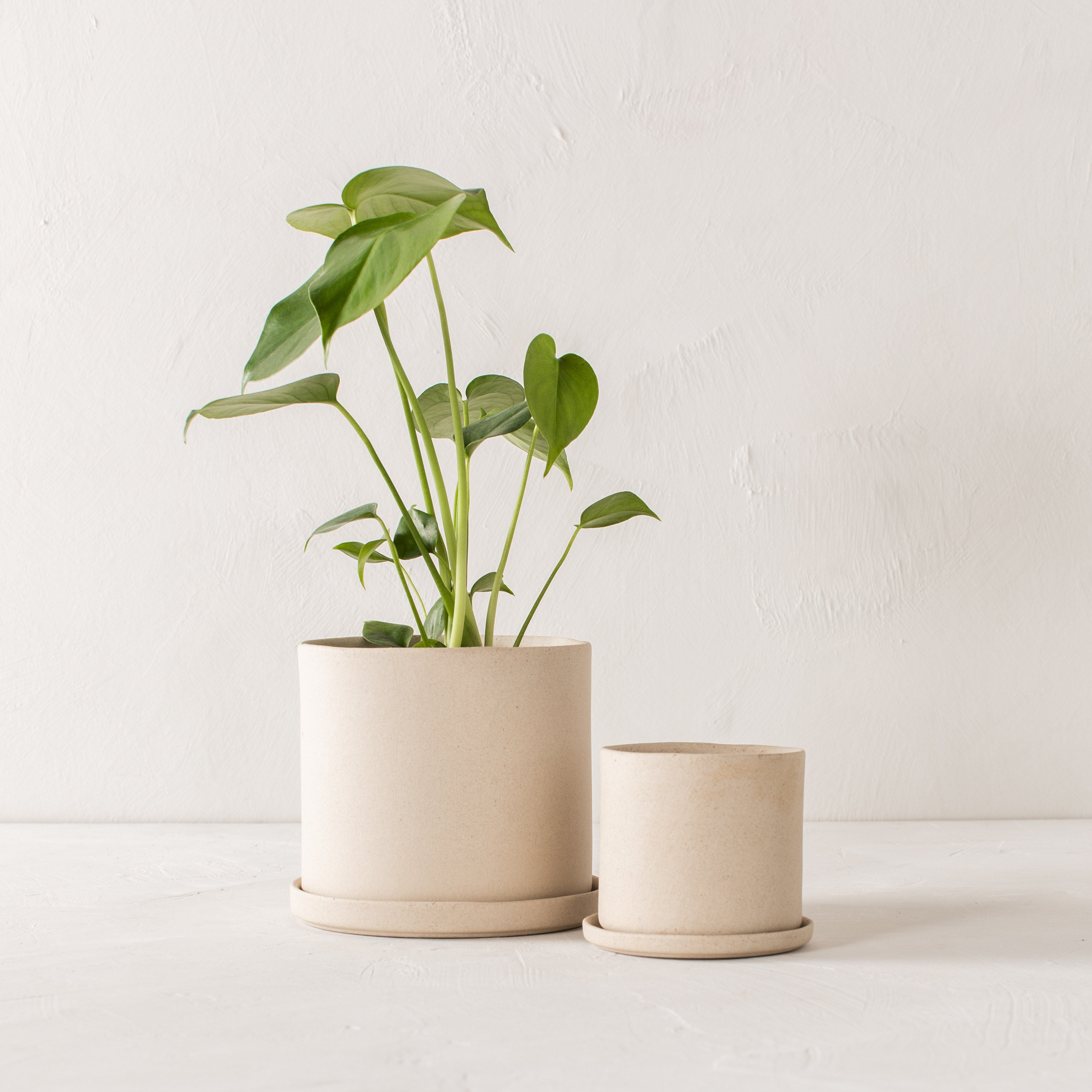 Two minimal stoneware ceramic planters side by side. Both with drainage bottom dishes. From left to right; six inch planter with monstera plant inside, 4 inch stoneware planter. Handmade stonware planters designed and sold by Convivial Production, Kansas City ceramics.
