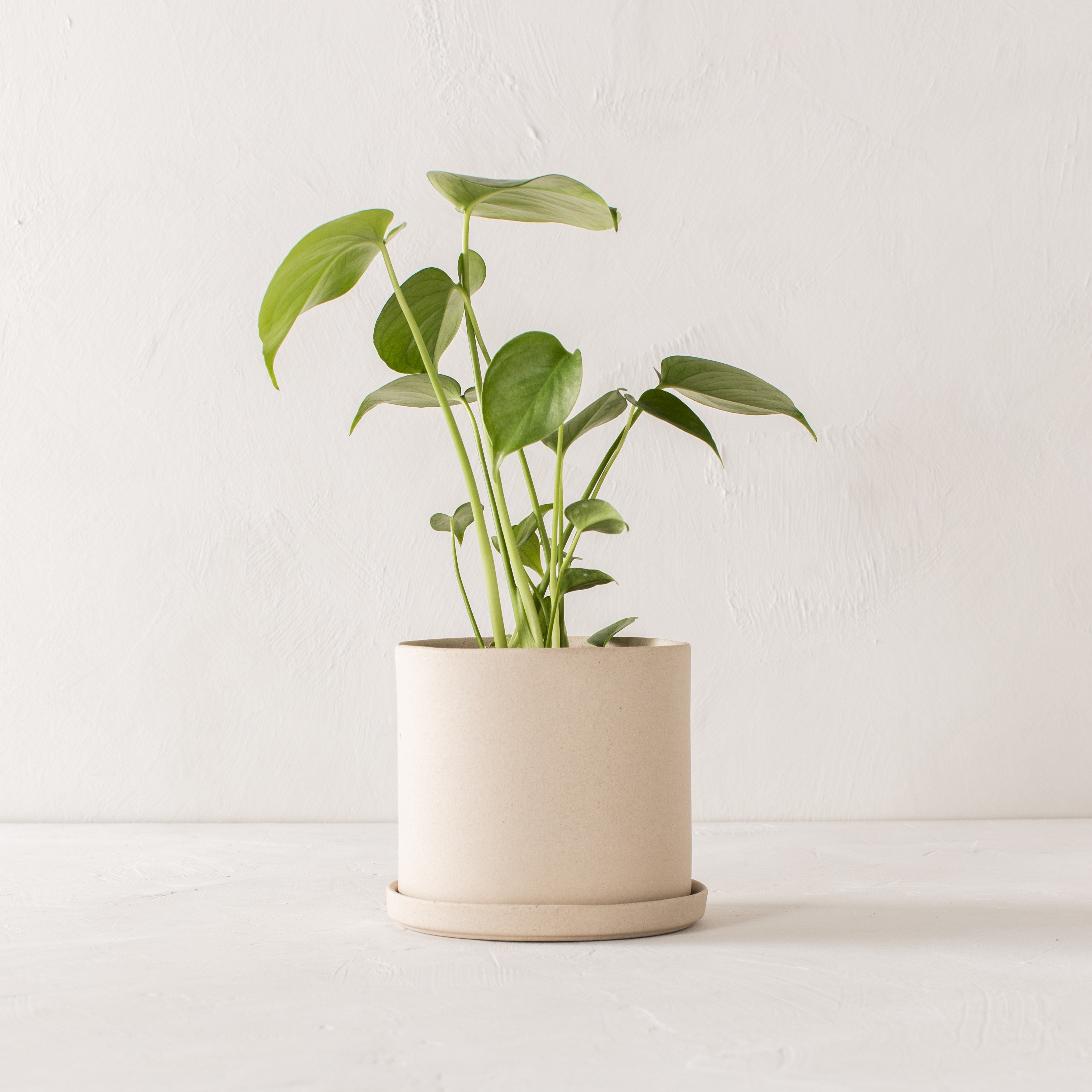 Stoneware minimal ceramic planter with bottom drainage dish. Monstera plant inside.Handmade stoneware ceramic planter, designed and sold by Convivial Production, Kansas City ceramics.